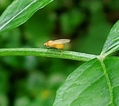 Chyromyidae