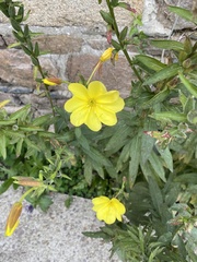 Oenothera