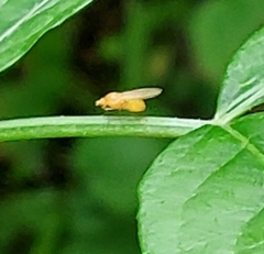 Chyromyidae