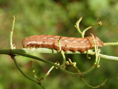 Dypterygia scabriuscula