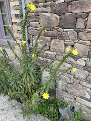 Oenothera