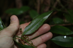 Petermannia cirrosa
