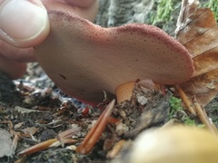 Fistulina hepatica