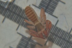 Chthonius ischnocheles