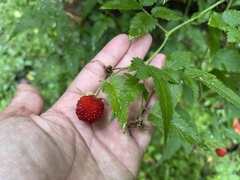 Rubus rosifolius