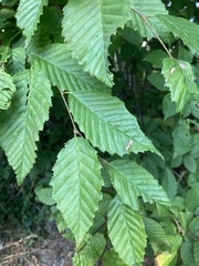 Carpinus