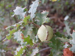 Andricus quercustozae