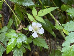 Rubus rosifolius
