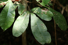 Acronychia pubescens