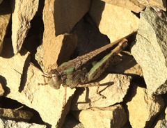 Acrotylus
