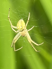 Neoscona adianta