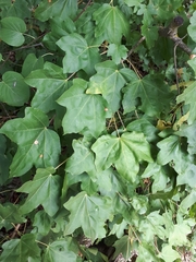 Acer