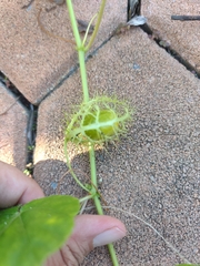 Passiflora foetida