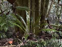 Asplenium australasicum