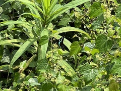 Graphium sarpedon nipponum