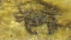 Eriphia verrucosa