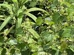 Graphium sarpedon nipponum