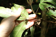 Acronychia pubescens