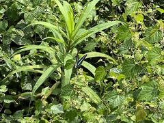 Graphium sarpedon nipponum