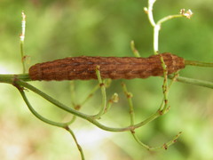 Dypterygia scabriuscula