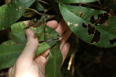 Acronychia pubescens