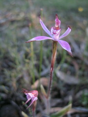 Caladenia hirta rosea