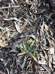 Goodenia willisiana