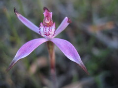 Caladenia hirta rosea
