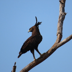 Lophaetus occipitalis