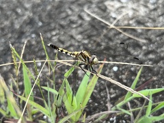 Orthetrum albistylum speciosum