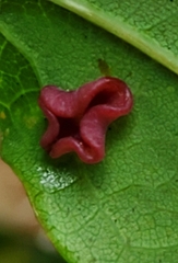 Neuroterus albipes