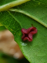 Neuroterus albipes