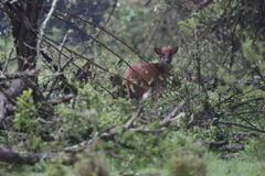 Cephalophorus weynsi