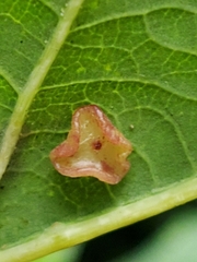 Neuroterus albipes