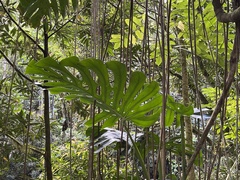 Monstera deliciosa