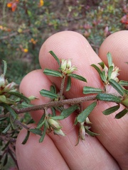 Pultenaea