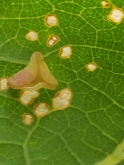 Neuroterus albipes
