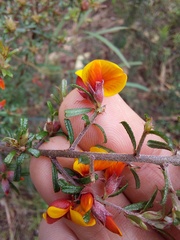 Pultenaea