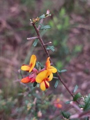 Pultenaea