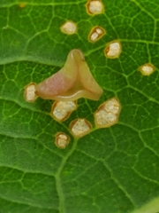 Neuroterus albipes