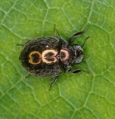 Lamprobyrrhulus nitidus