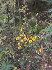 Pultenaea