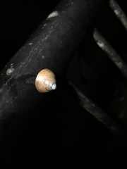 Rhynchotrochus macgillivrayi