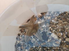 Astropecten jonstoni