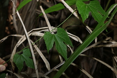 Diplocyclos palmatus