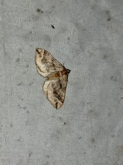 Pelurga comitata