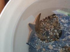 Astropecten jonstoni