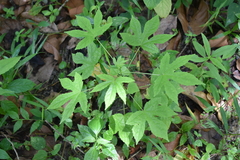 Hibiscus surattensis