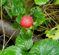 Potentilla indica