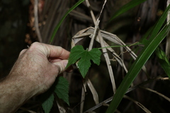 Diplocyclos palmatus